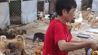 Lebih dari 120 anjing memakan telur orak-arik secara bersamaan