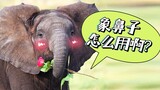【小侠】动作界的可爱代表—蠢萌小象，“我怎么好像踩到自己的鼻子了！”超萌小动物合集第七弹《大象女王》