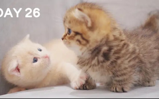 "Super Cruel" Baby Kitten Fight