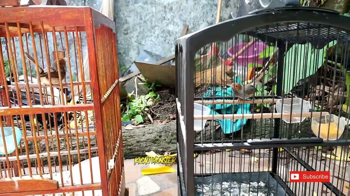 Uji mental❗Trek prenjak Muda dan setengah tua wkwkwk