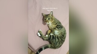 Xi thèm đặp đuýt :)))) xixithecat cat cute mèo dễthuong viral fyp foryou