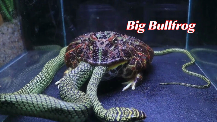 Kekuatan dahsyat bullfrog setelah berganti kulit, ular jadi santapan