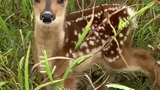 Pernahkah Anda mendengar tangisan rusa sika?