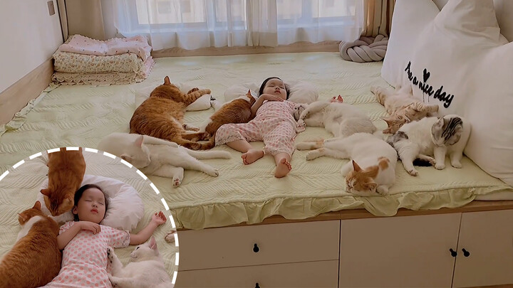 Finally! Seven Kittens Take a Nap with Their Little Princess!