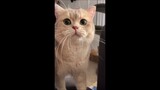 cute cat meowing (Video Compilation)