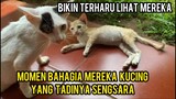 Momen Bahagia Saat Anak kucing Jalanan Di Mandikan Di Basecamp Cats Lovers Tv..!