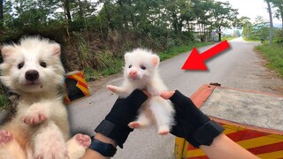 Dương KC | Nhặt Được Loài Thú Đột Biến Độc Lạ | Cute Dễ Thương Quá !