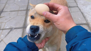 Two dogs almost fight because of knocking eggs