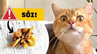 Để Mèo Không Bị Sỏi Tiết Niệu ✅🐈