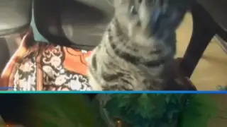 That cat should join esports