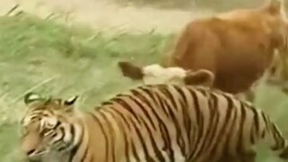Harimau: Aku tidak akan memakannya lagi, itu akan mempengaruhi IQ-ku