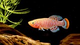 10 Jenis ikan hias air tawar berwarna indah
