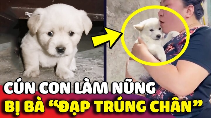 Cún con khóc lóc 'LÀM NŨNG' với bà ngoại như 'EM BÉ' vì lỡ bị bà đạp trúng chân 😅 | Gâu Đần