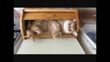 [Động vật]Khoảnh khắc ngớ ngẩn của mèo