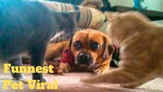 💥The Funnest Pets Viral Weekly😂💥of 2020 | Funny Animal Videos💥👌