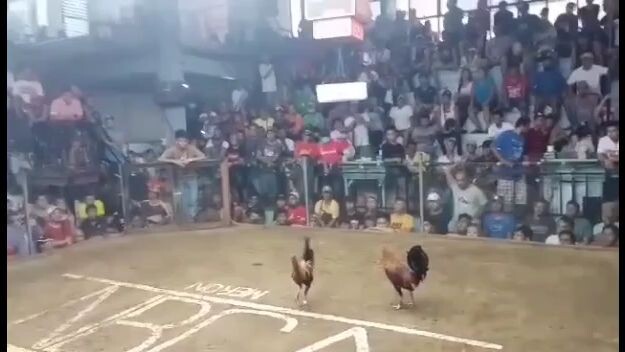 3 cock derby 1st fight