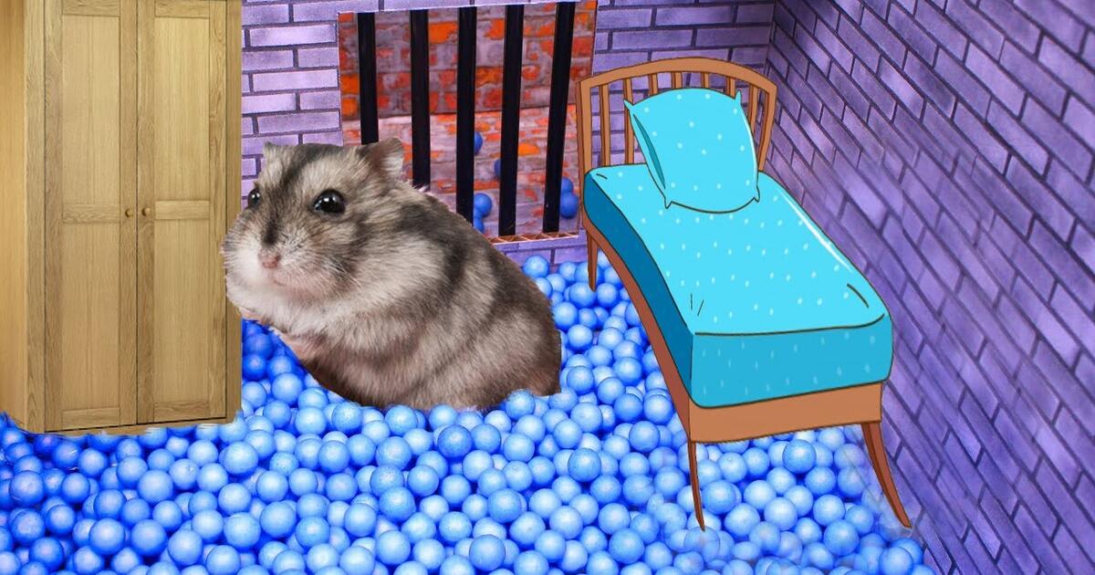 Cuanto tiempo vive un hamster