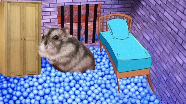 🐹 Hamster escaped from prison and made it home 🐹 in Hamster Stories