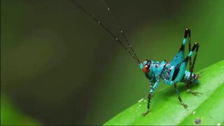 Côn trùng Orthoptera có thân màu xanh lam và mắt kép màu cam