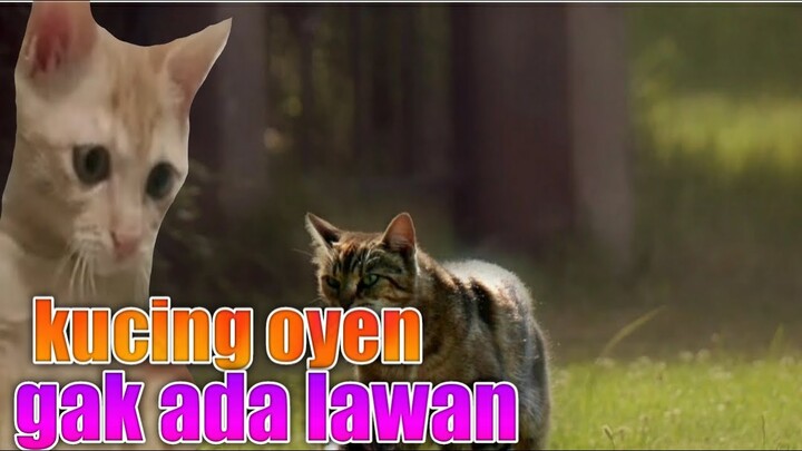 Kucing oyen emang gak ada tandinganya 🙀 funny cats