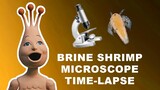 Brine Shrimp Under The Microscope | Time Lapse!