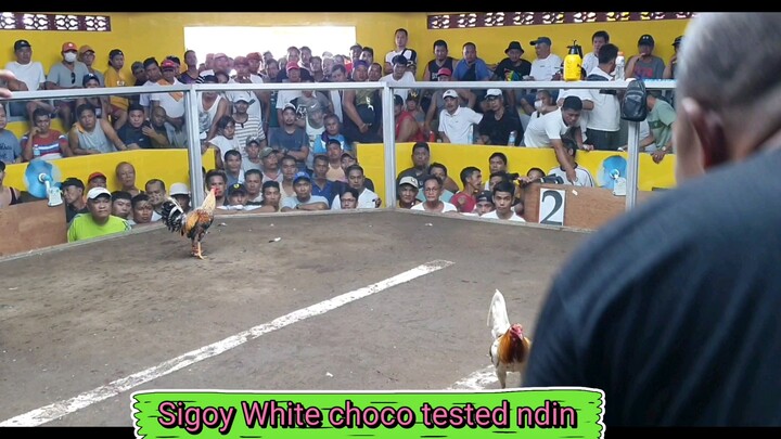 Sigoy White Choco tested