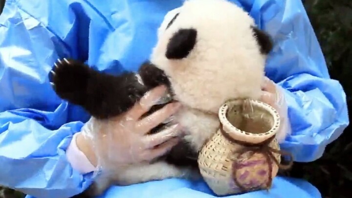 Pengasuh akan meletakkan keranjang kecil di pundakmu~ (Bao Ge si Panda)