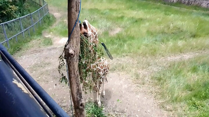 giraffe