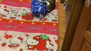 ini adalah kucing, kok peluk bantal guling?? kucing ini bukan hewan tapi manusia