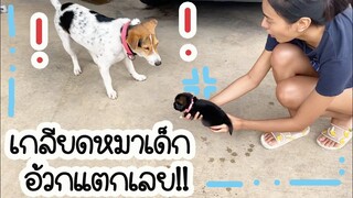 โลกของแสนดี ตอน แสนดีอ้วกแตกเมื่อเจอลูกหมา!!