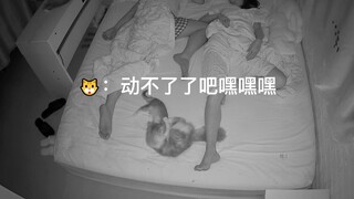 当你睡了以后猫猫在干嘛——躁动篇