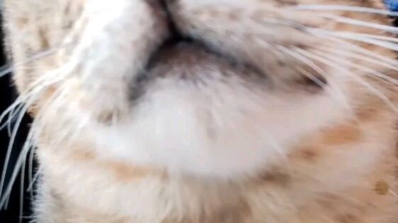 meowww