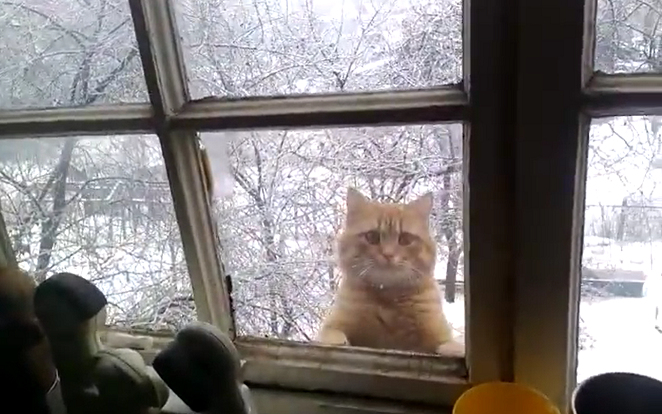 มีแมวไม่ได้รับเชิญมาหนึ่งตัวจากหน้าต่าง