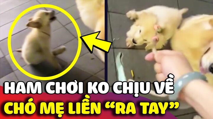 Cún con 'HAM CHƠI' không chịu về nhà và cái kết TỚI CÔNG CHUYỆN với chó mẹ 😅 | Gâu Đần