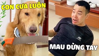 Tứ Mao | Tứ Mao Suốt Ngày Ham Chơi Bị Bố Nhắc Nhở Nhưng Kết Quả Thì 🤣 Gâu Đần Official