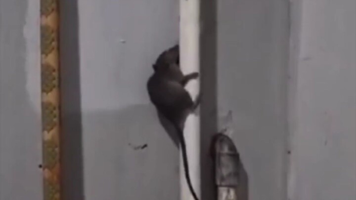 Tikus pasti kena mental gak bisa manjat, merasa gagal aja jadi tikus 🤭😅🤣🐁