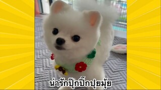 สัตว์เลี้ยงเพื่อนขนปุย : น่ารักปุ๊กปิ๊กปุยมุ้ย