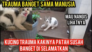 Anak Kucing Kakinya Patah Terauma Berat Galak Banget Menangis Di Jalanan..!