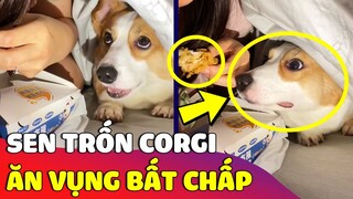 Khi con Sen lén Boss cưng 'ĂN VỤNG' trong chính ngôi nhà của mình và 'CÁI KẾT' 😅 Gâu Đần