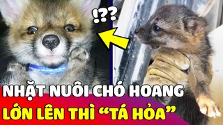 Nhặt được CHÚ CHÓ CON về nuôi, người đàn ông tá hỏa khi thấy HÌNH DẠNG THẬT lúc khôn lớn 😅 | Gâu Đần