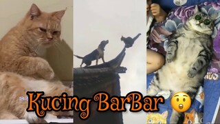 Kompilasi Video Kucing Lucu Barbar | Funny Cat Videos