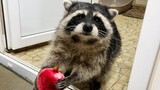 Animals|A Little Raccoon Eating a Pomegranate