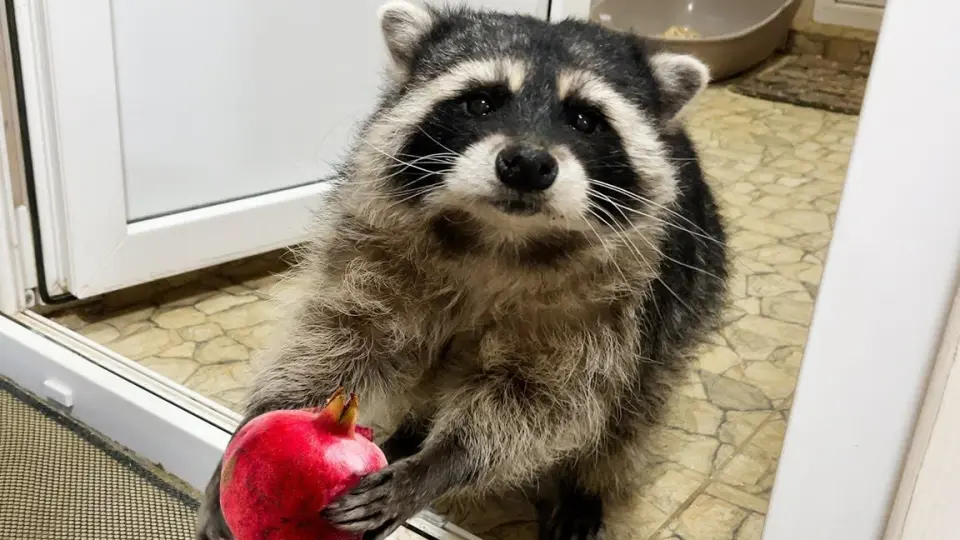 Animals|A Little Raccoon Eating a Pomegranate - Bilibili