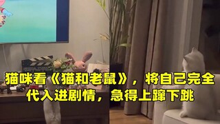 猫咪看《猫和老鼠》，将自己完全代入进剧情，急得上蹿下跳