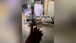 Bạn chim lần sau ở bún bò đừng ăn hủ tíu lữa nho 😭😭😭 mèo