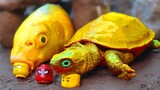 Ikan Air Tawar LEGO, Makan Kura kura emas Lihat yang Terjadi Selanjutnya