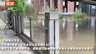 江水暴涨后公园出现罕见景象 玻璃围栏秒变天然“水族箱”