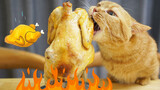 [Pecinta kucing] Para kucing memakan ayam panggang, wangi sekali!