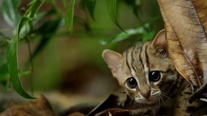 The biggest & smallest cat in the world