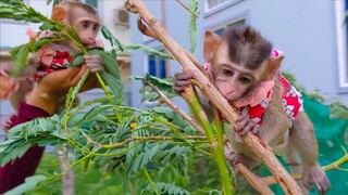 Adorable Toto & Yaya always learn new environment around. They are so happy playing on the plant.